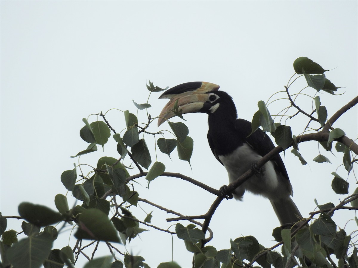 Malabar Pied-Hornbill - ML210035021