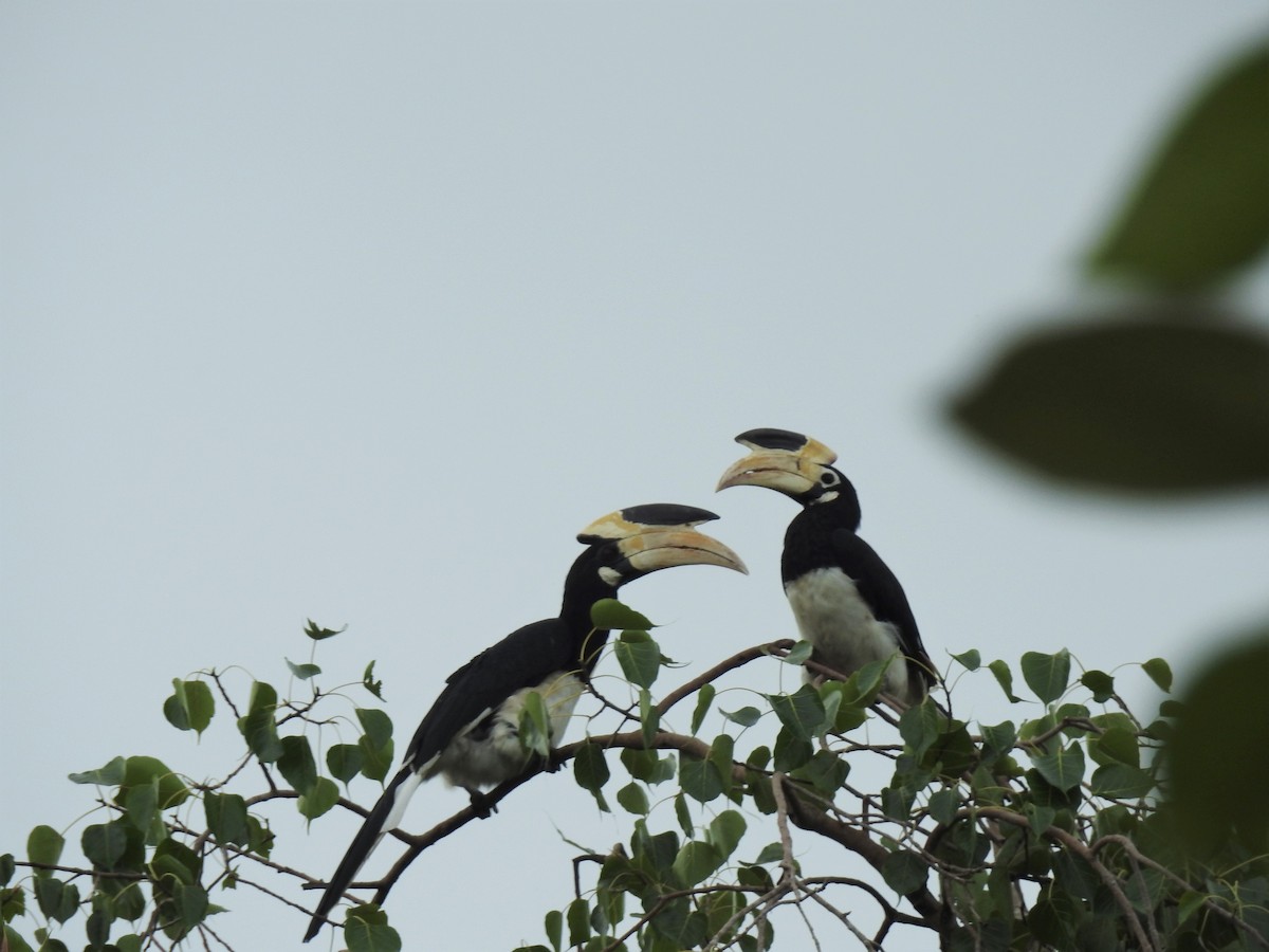 Malabar Pied-Hornbill - Ashwin R