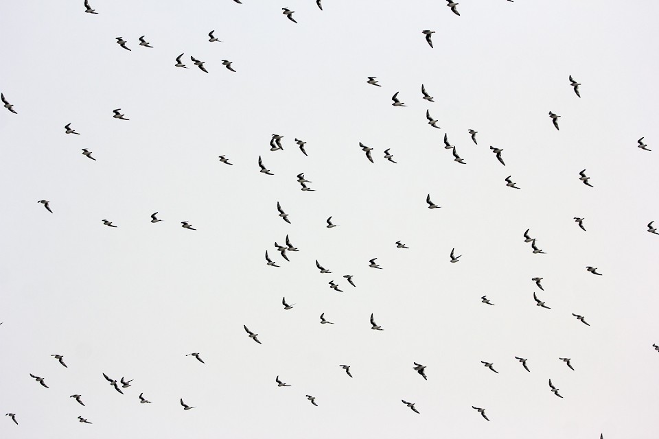 Small Pratincole - ML21003551