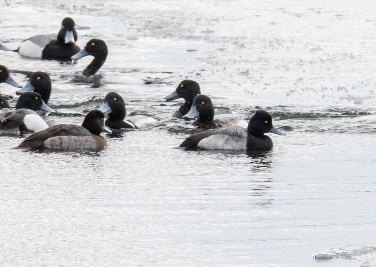 Lesser Scaup - Roberta Palmer