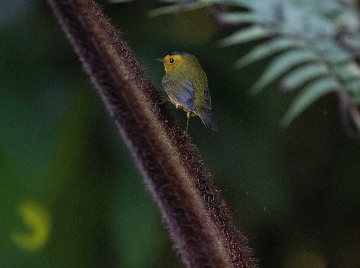 Wilson's Warbler - ML210035871