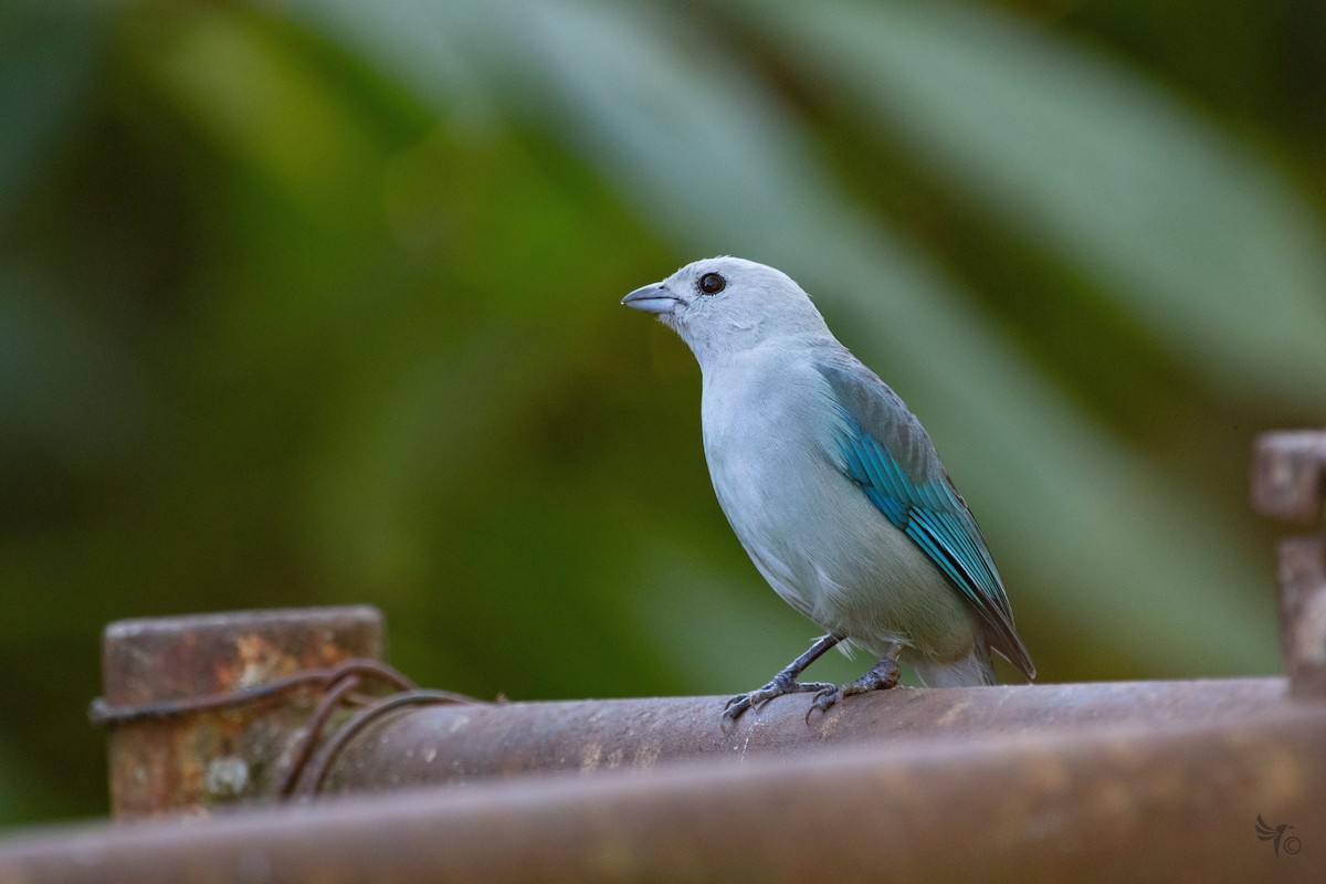 Blue-gray Tanager - ML210036001