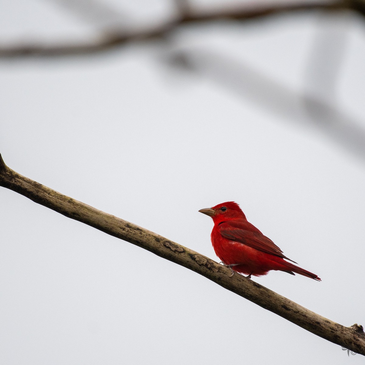 Summer Tanager - ML210036841