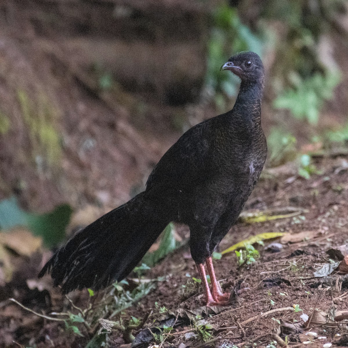 Highland Guan - ML210037181