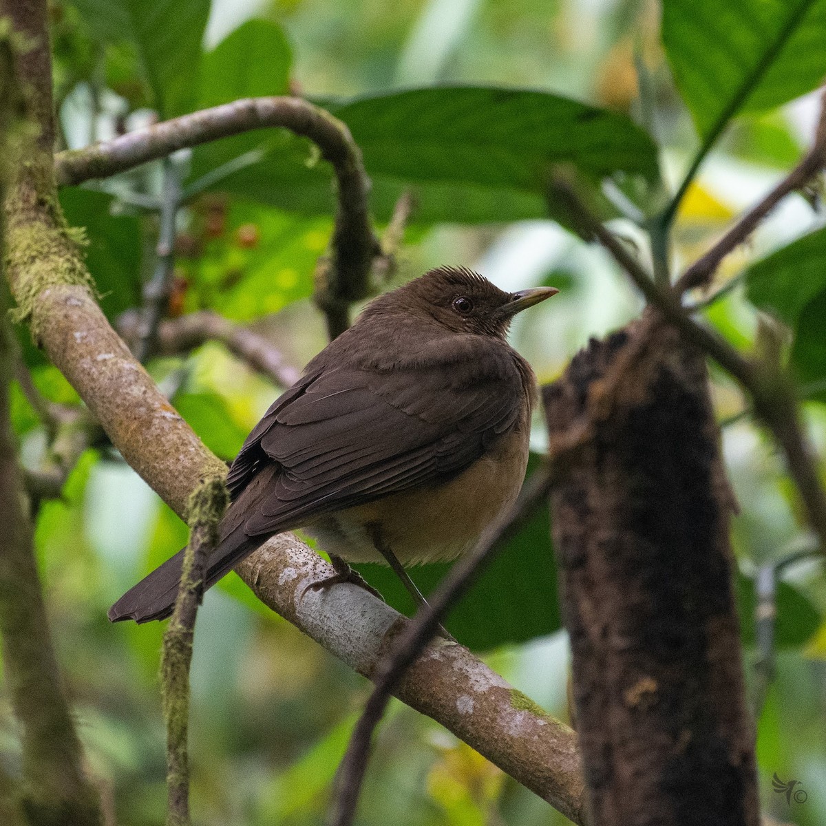 Clay-colored Thrush - ML210037321