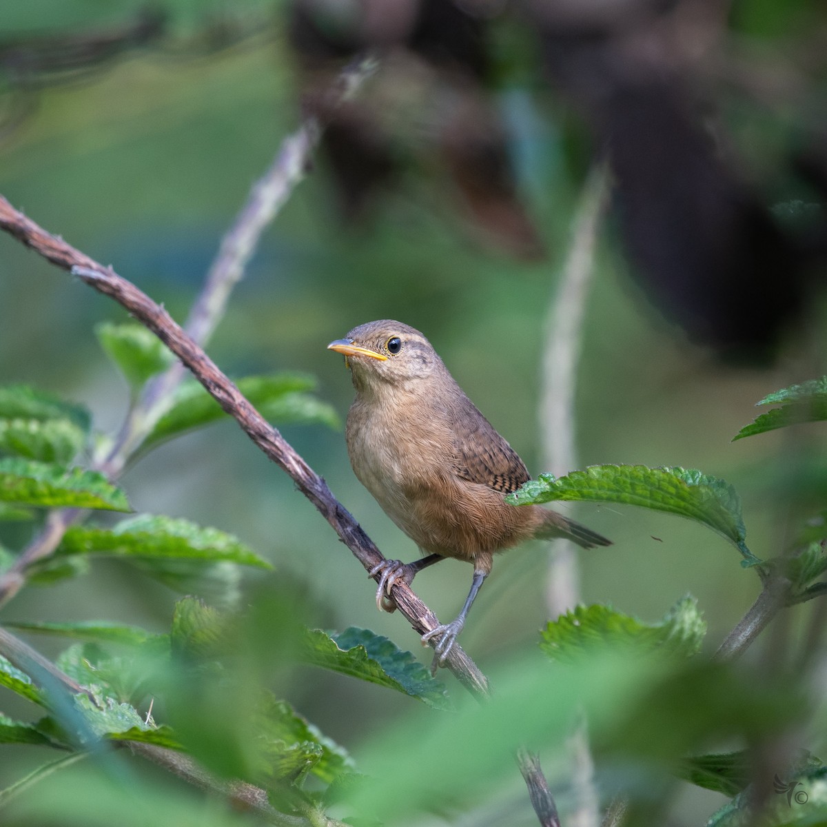 House Wren - ML210038051