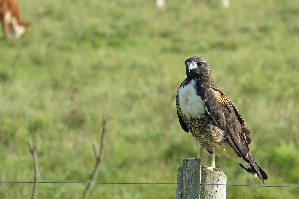 White-tailed Hawk - ML210039301