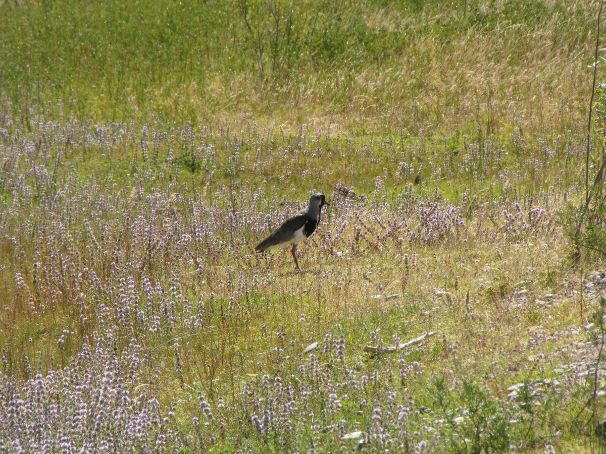 Southern Lapwing - Martín Lopez Cepero