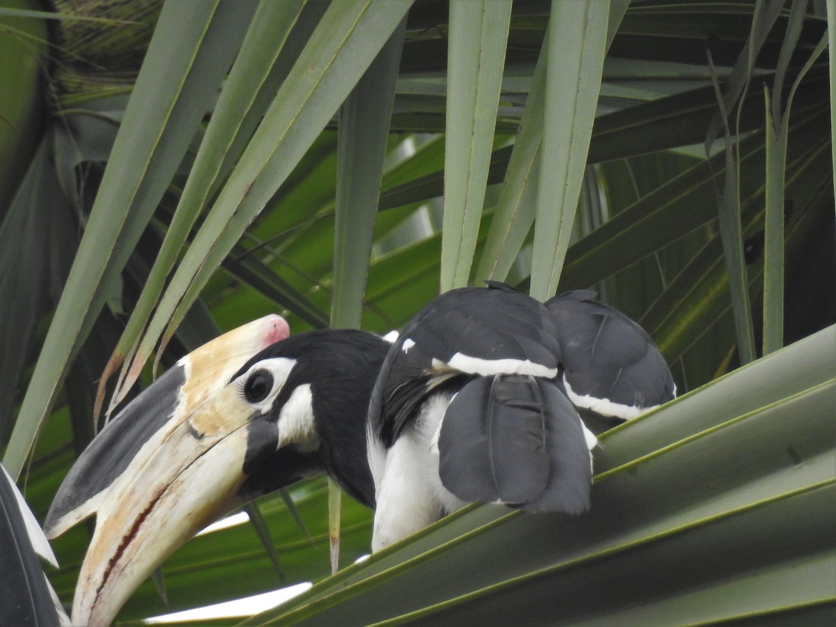 Malabar Pied-Hornbill - ML210039691