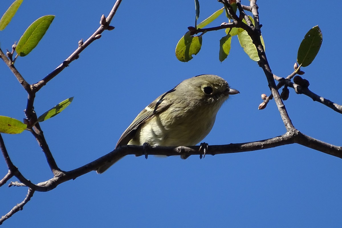 Hutton's Vireo - Diane Rose