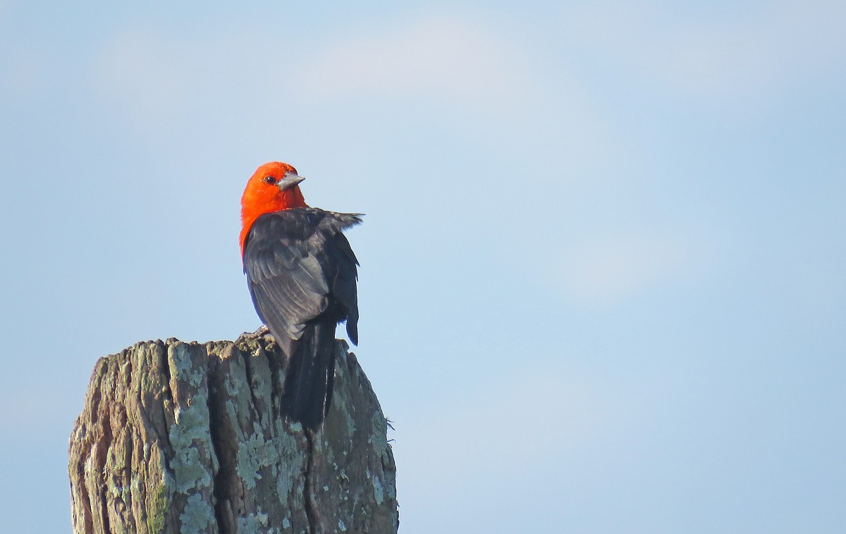 Scarlet-headed Blackbird - Adrian Antunez