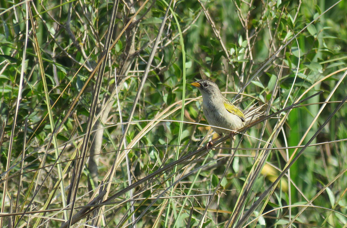 Lesser Grass-Finch - Adrian Antunez