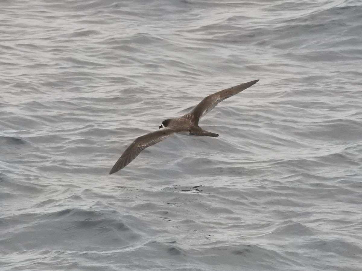 Galapagos Petrel - Tristan Jobin