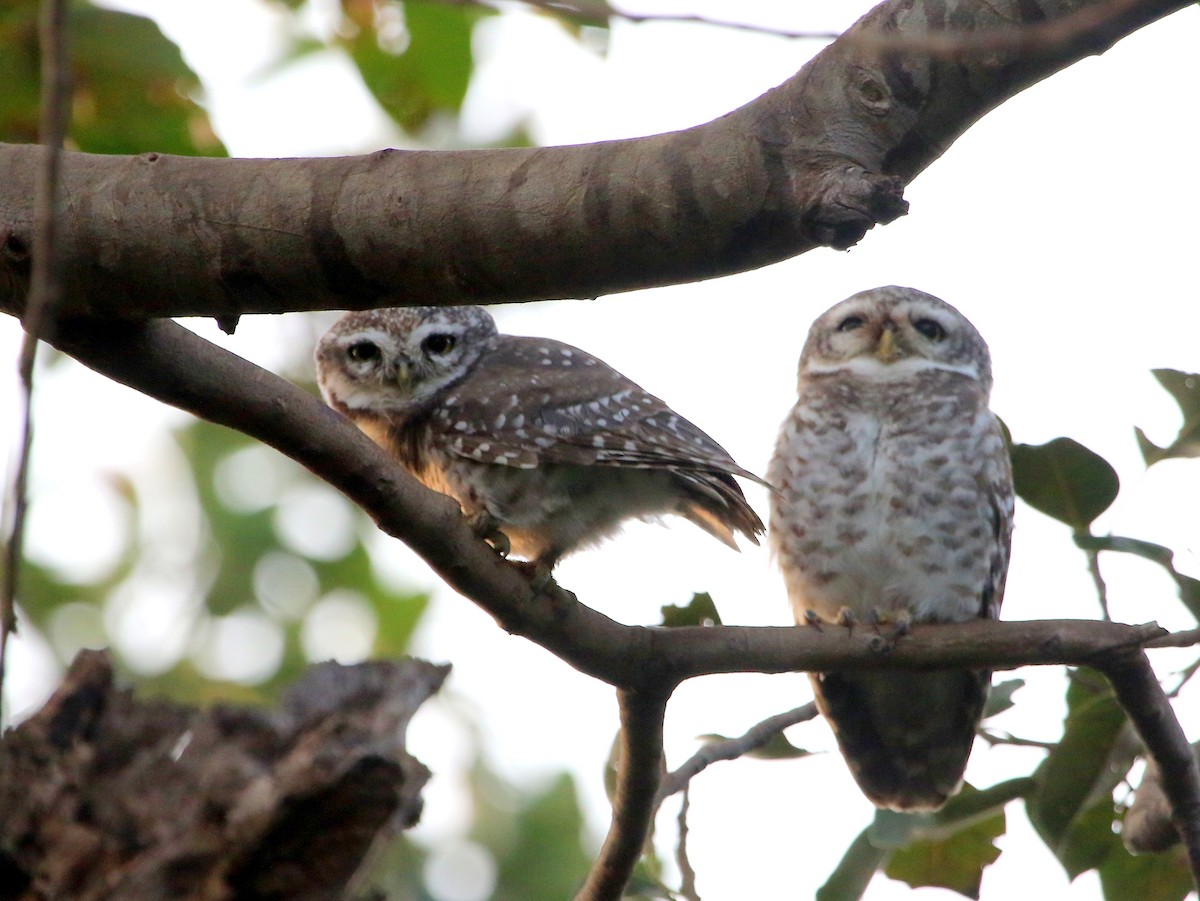 Spotted Owlet - ML21004501