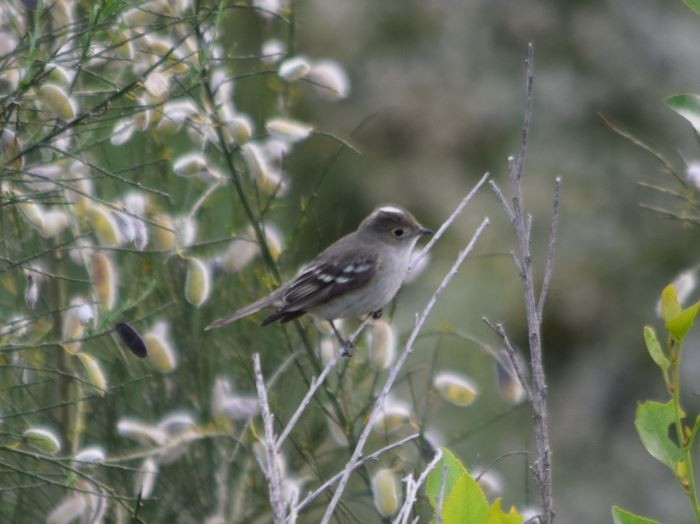 White-crested Elaenia - Felipe Undurraga