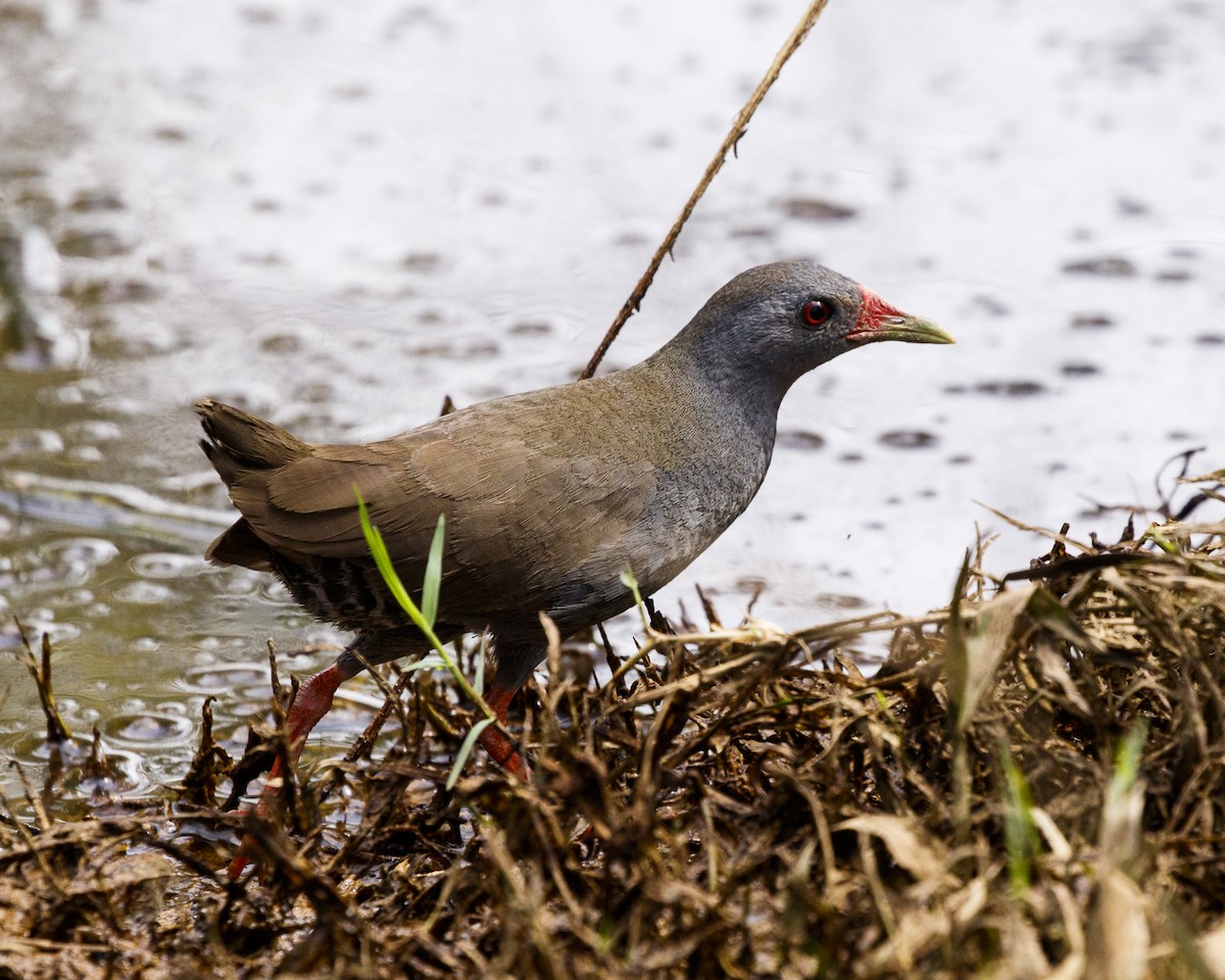 Paint-billed Crake - ML210046601