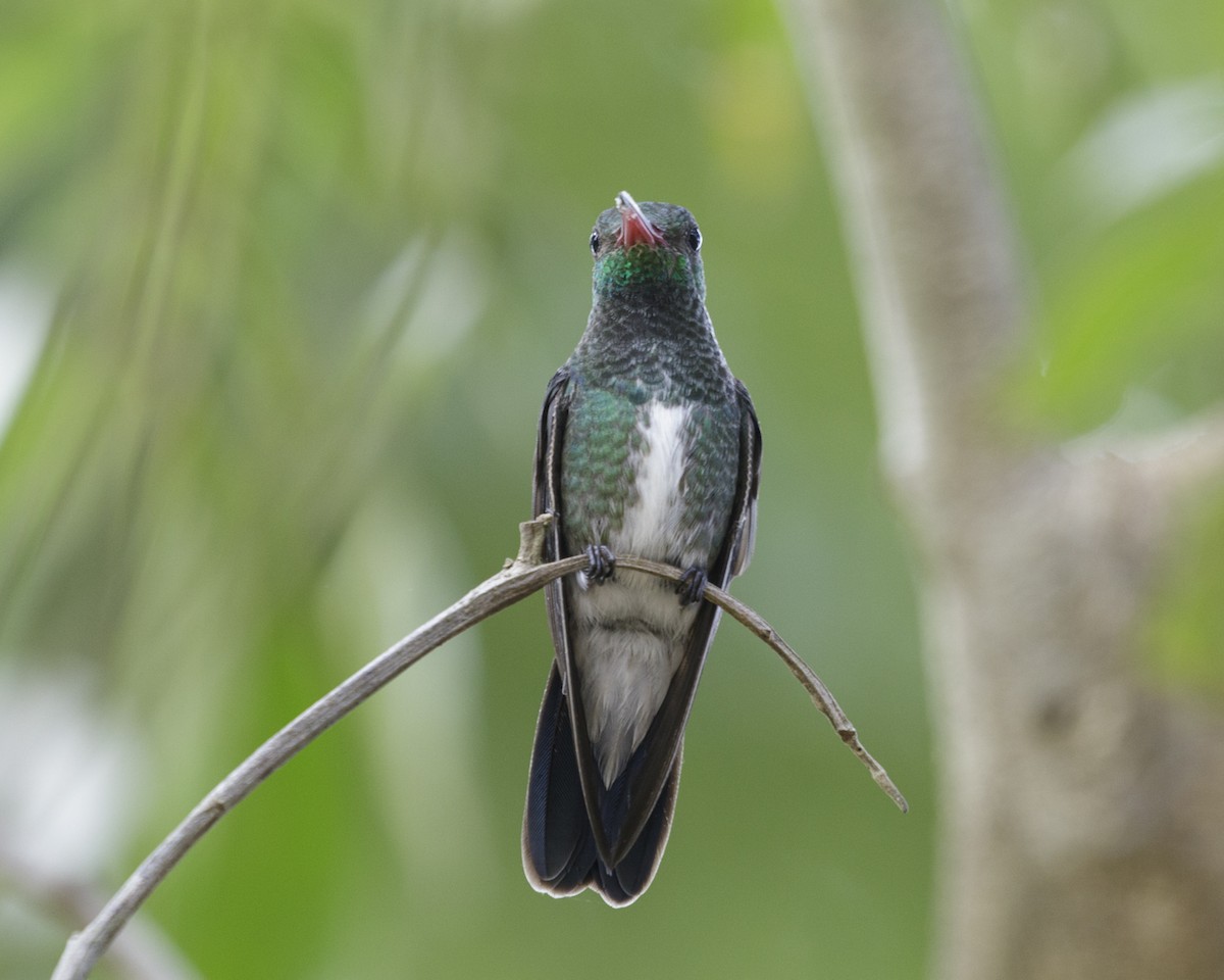 kolibřík zrcadlový - ML210047631