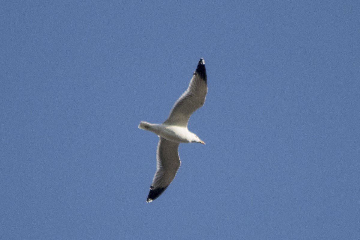 California Gull - ML210047721