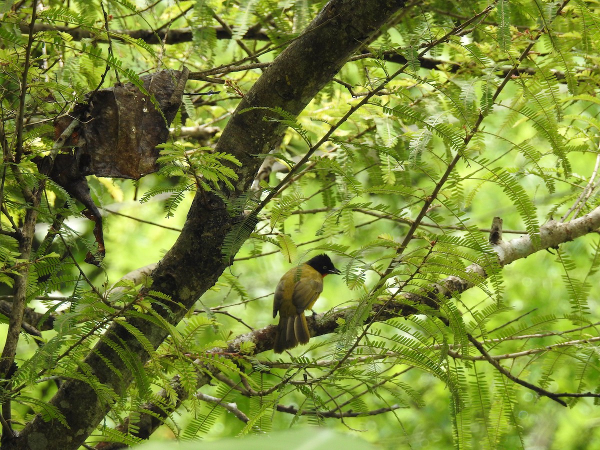 Bulbul à gorge rubis - ML210047801