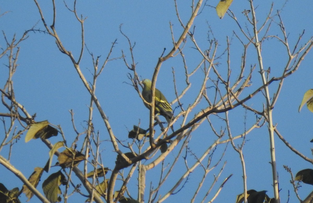 Philippine Green-Pigeon - ML210048241