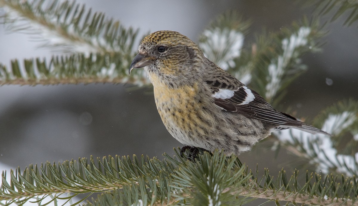 White-winged Crossbill - Simon Boivin