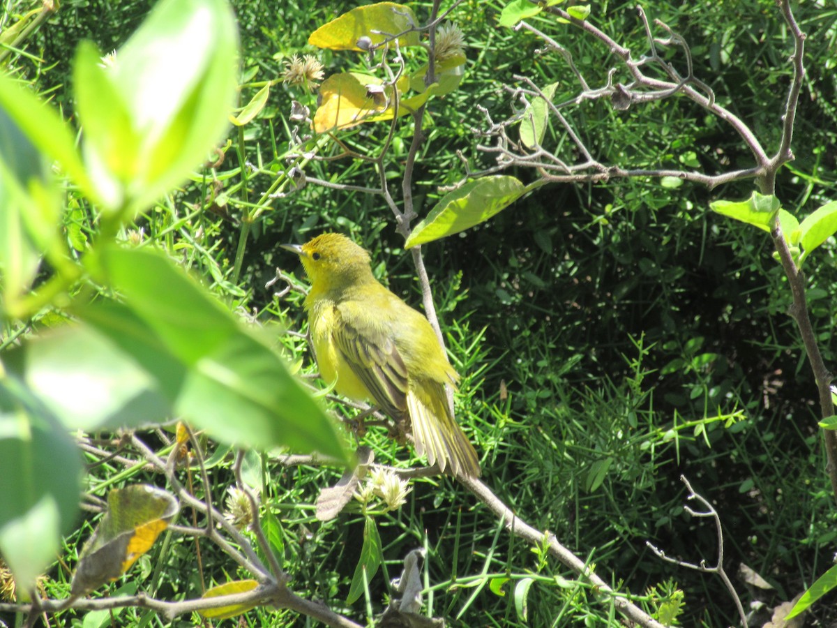 Yellow Warbler - ML210049471