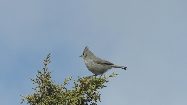 Mésange des genévriers - ML210049821