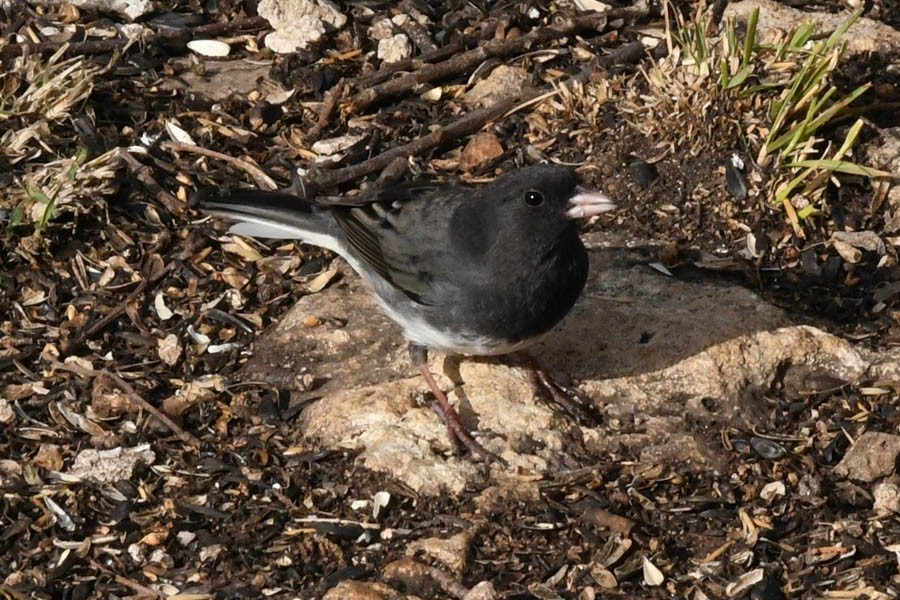 Dark-eyed Junco (Slate-colored) - ML210049921