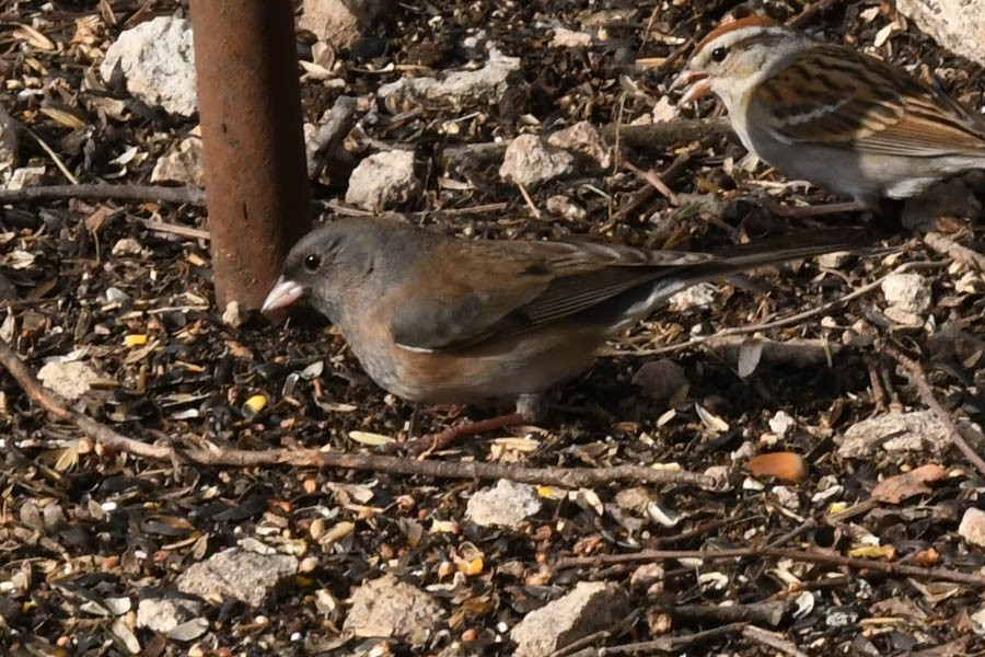 Dark-eyed Junco (Oregon) - ML210049951