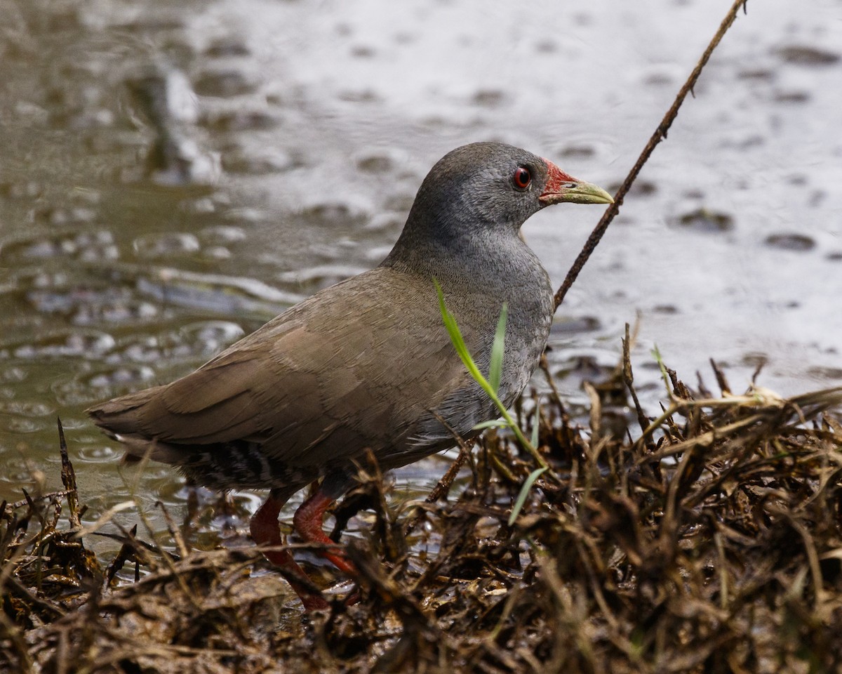 Paint-billed Crake - ML210050721