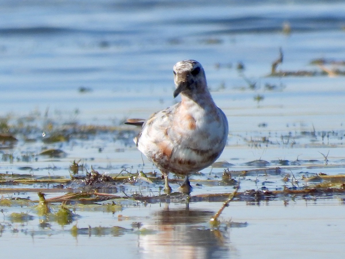 Phalarope à bec large - ML210051421