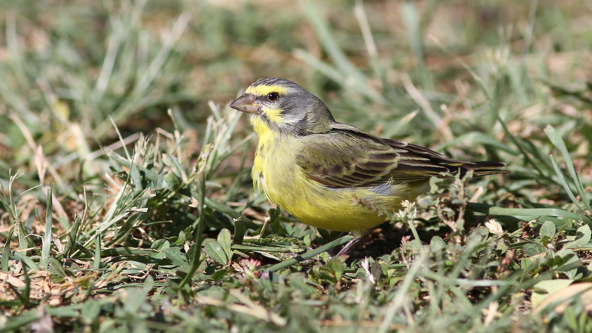 Yellow-fronted Canary - ML21005331