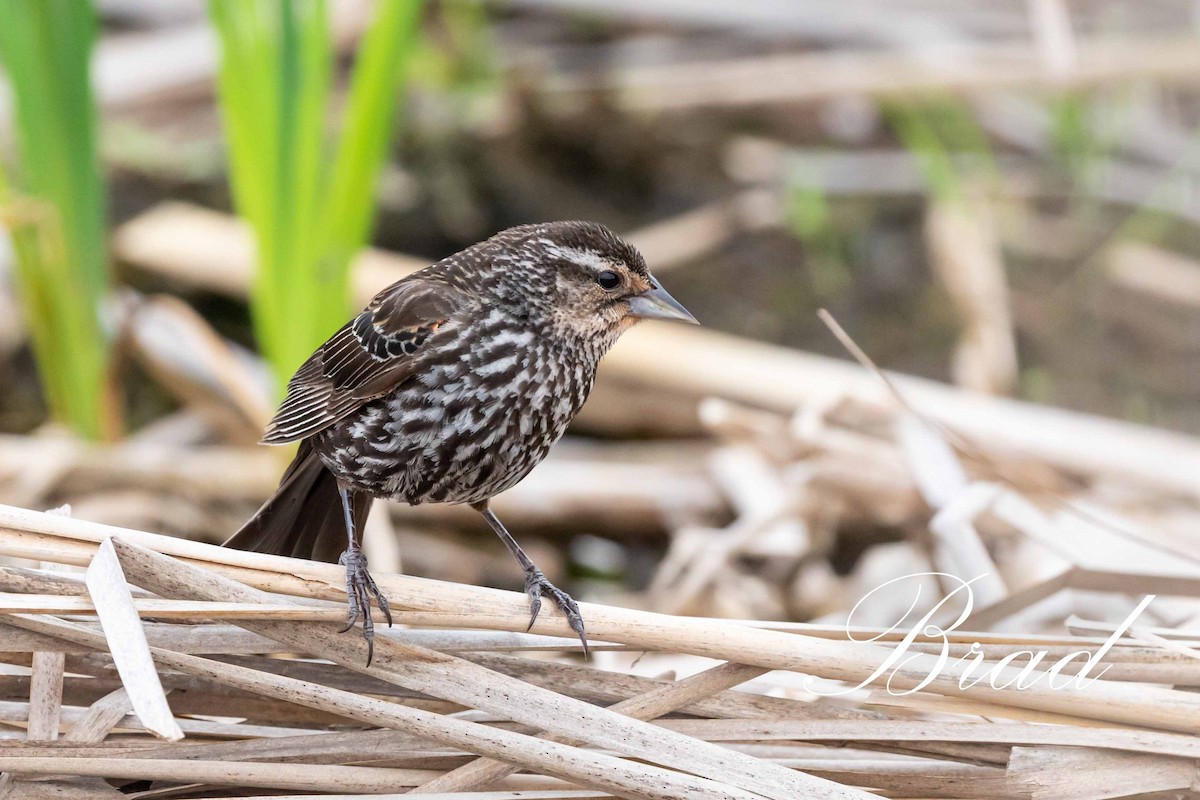Red-winged Blackbird - ML210054661