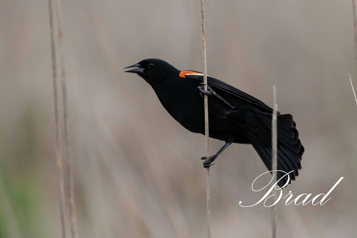 Red-winged Blackbird - ML210054691