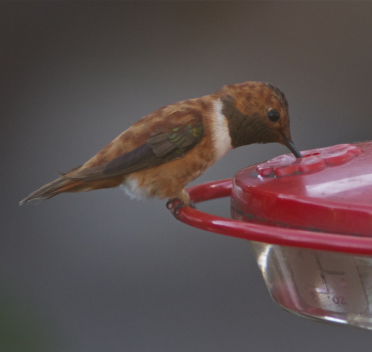 Rufous Hummingbird - Holly Merker