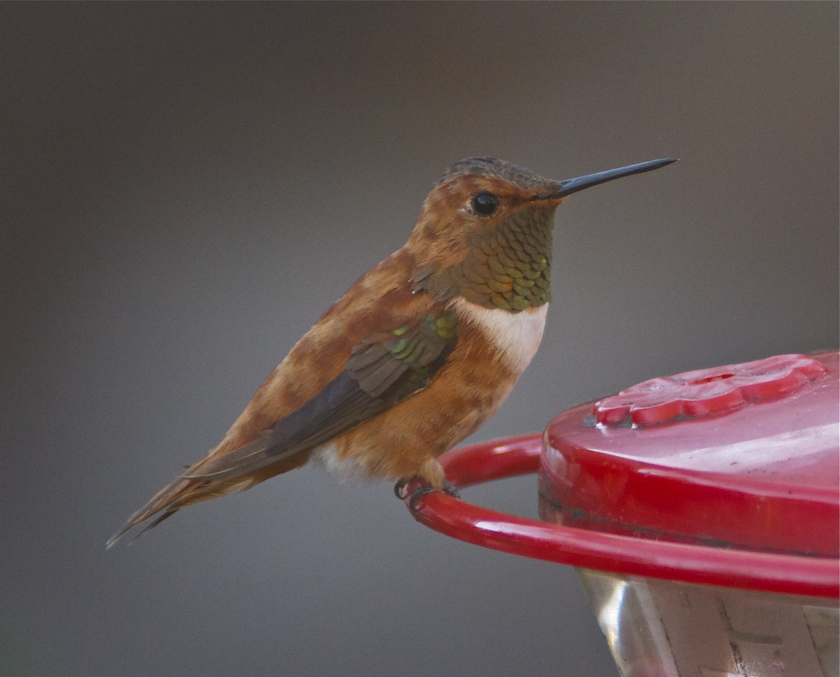 Rufous Hummingbird - ML21005481