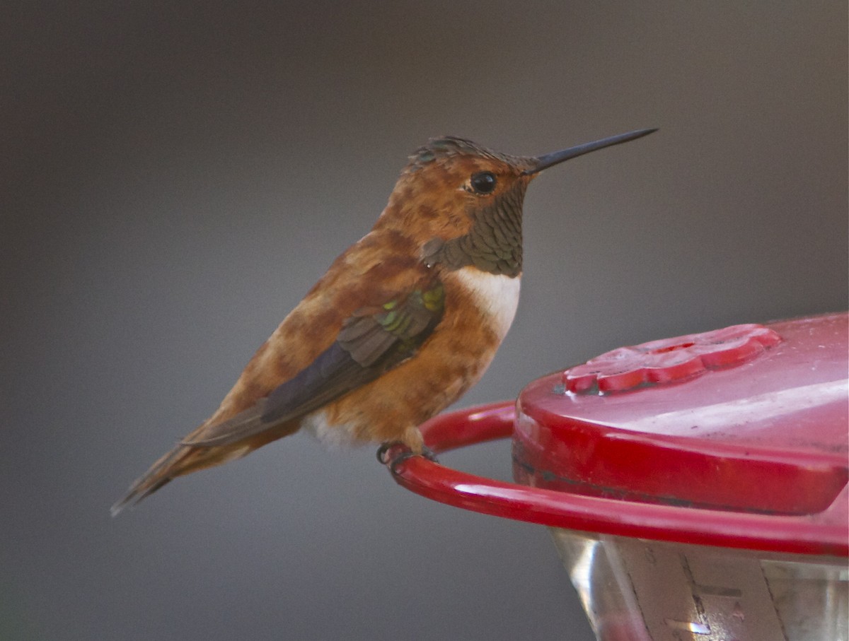 Rufous Hummingbird - ML21005491