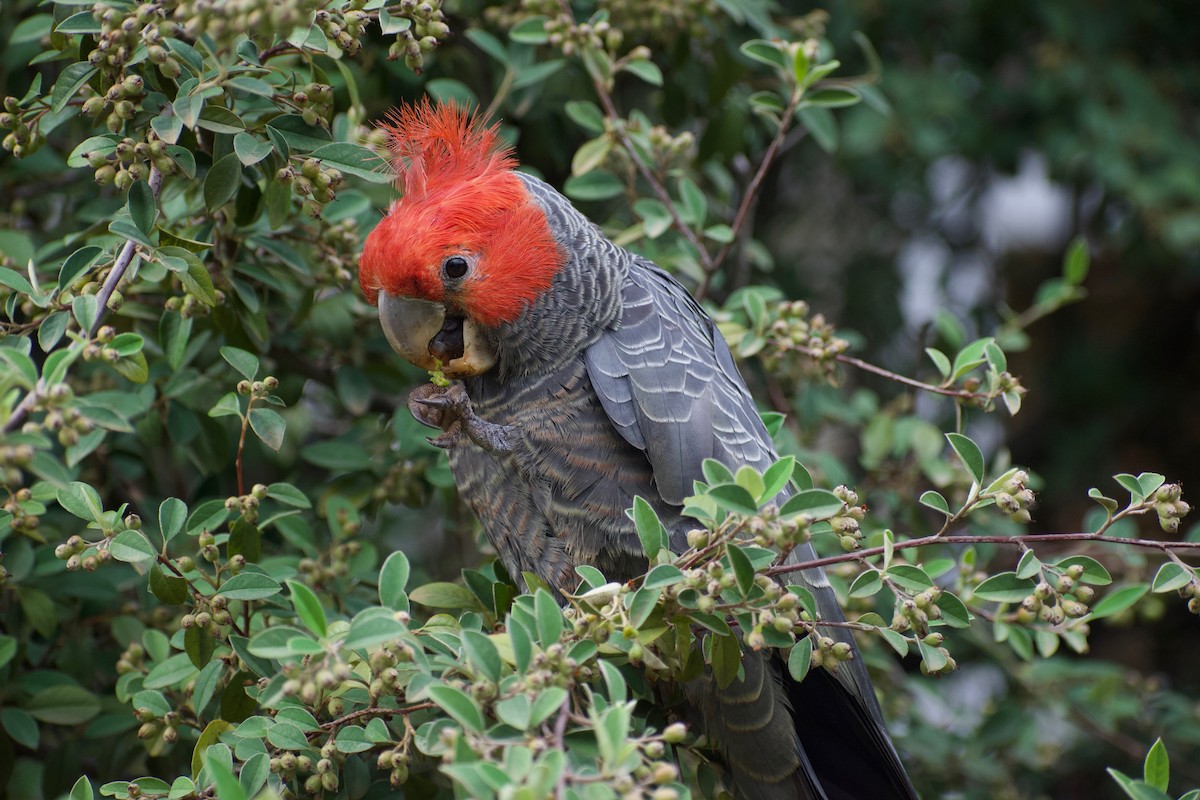 Gang-gang Cockatoo - ML210055541