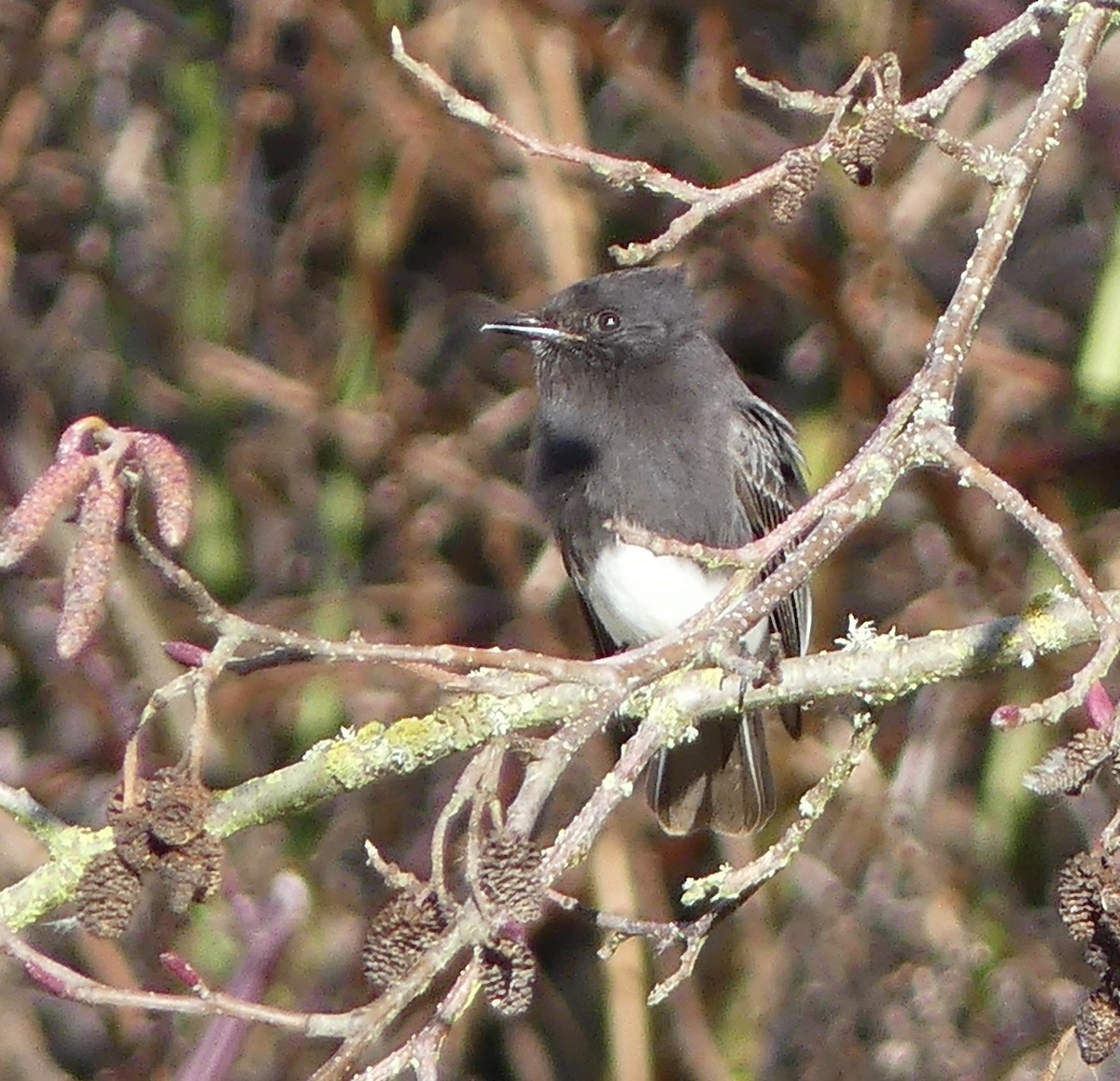Black Phoebe - ML210056371