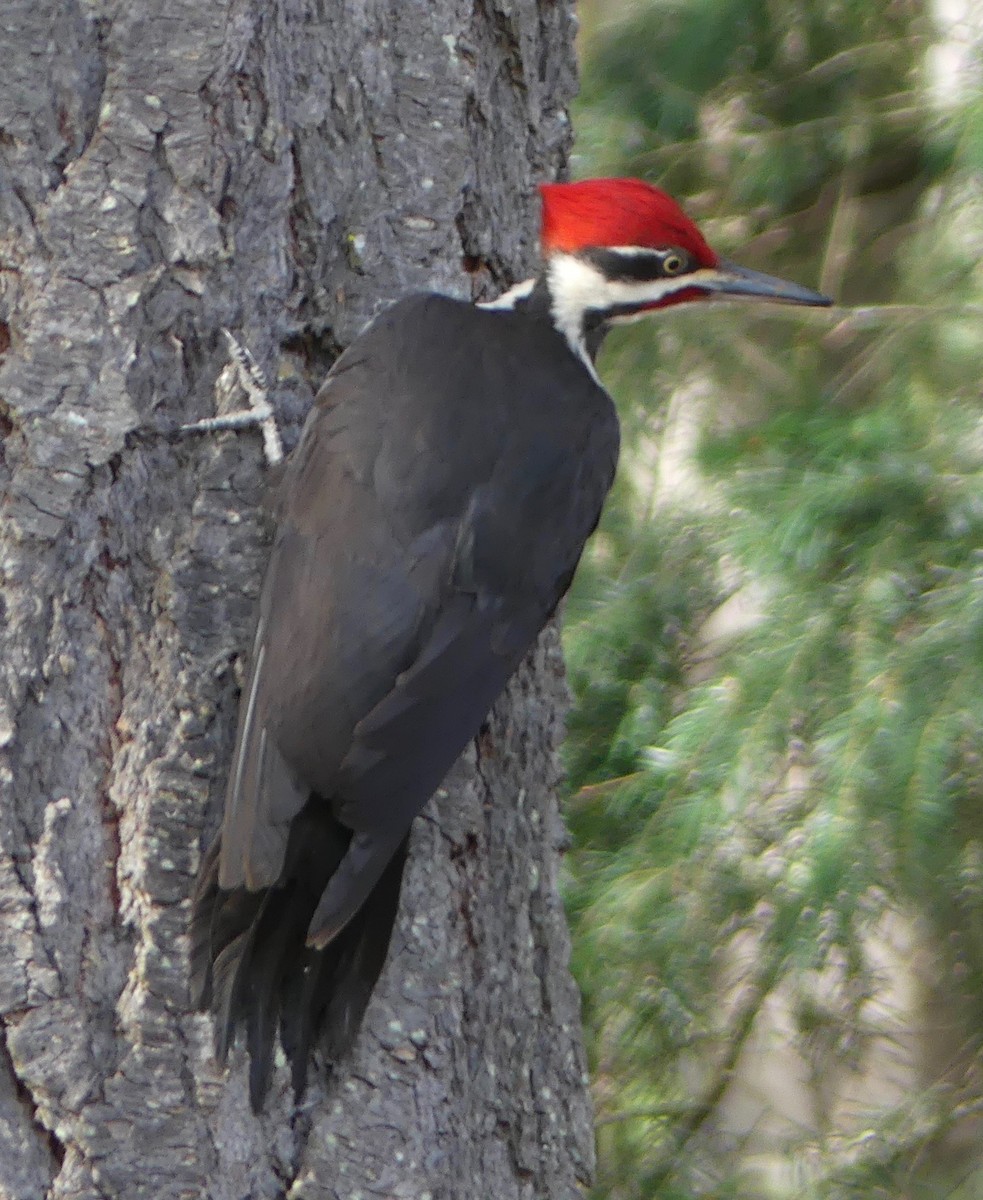 Pileated Woodpecker - ML210056681