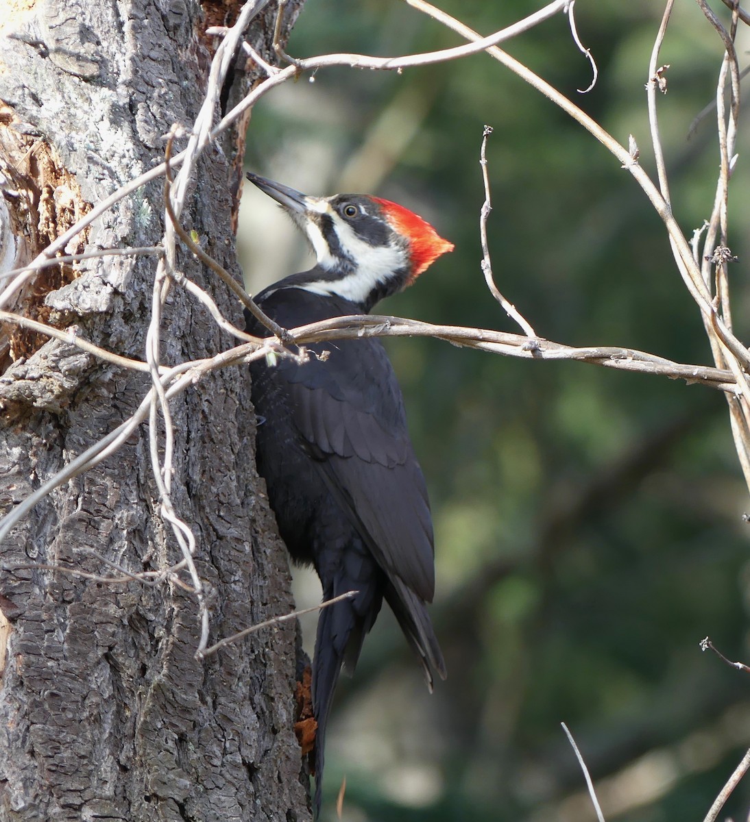 Pileated Woodpecker - ML210056701