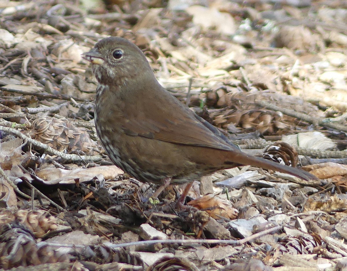 Fox Sparrow - ML210056861