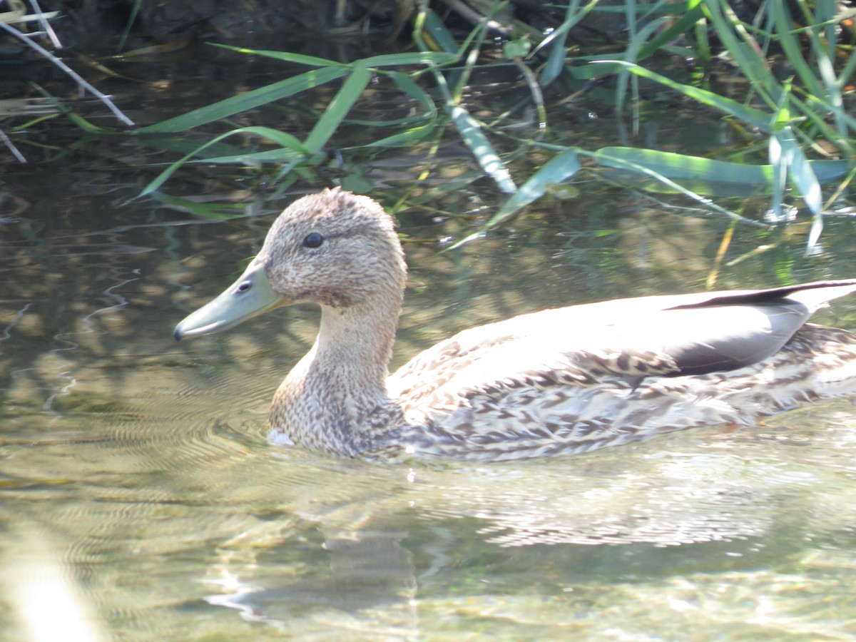 Pato sp. - ML210057011