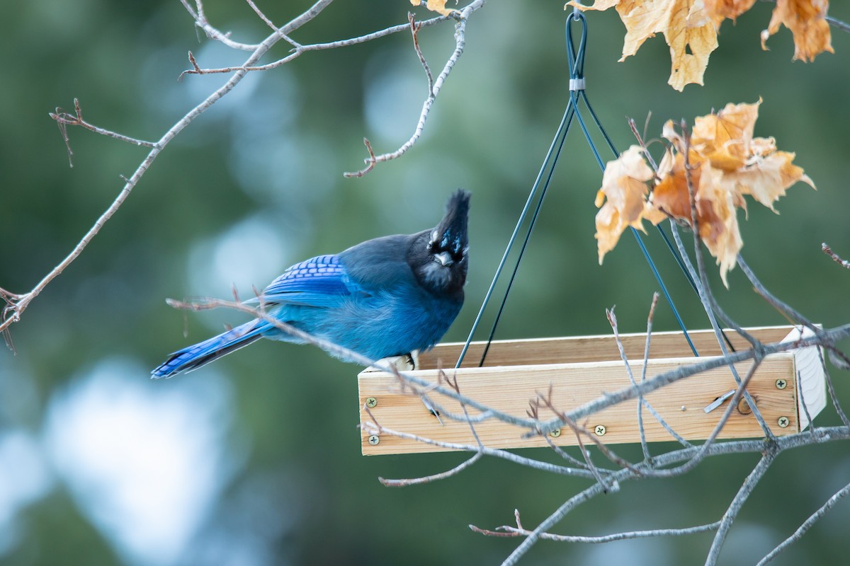 Steller's Jay - ML210059271