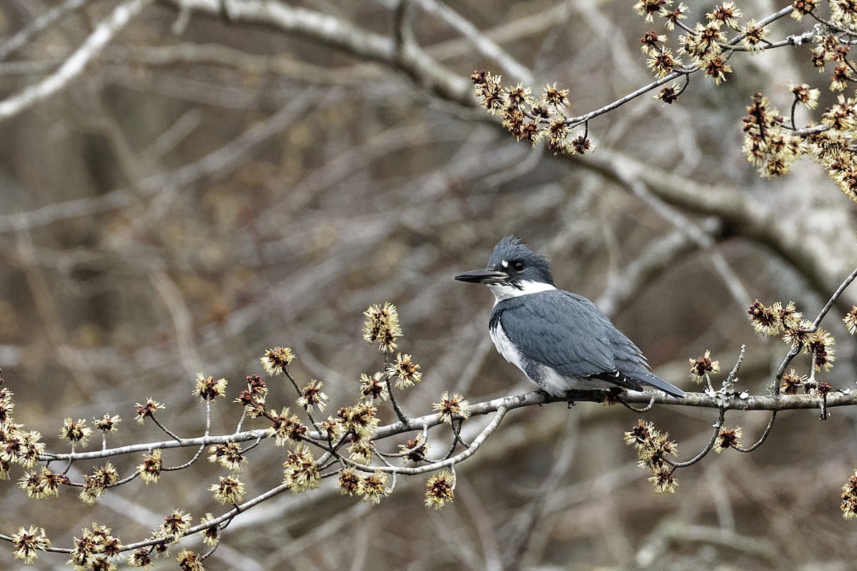 Belted Kingfisher - ML210059571