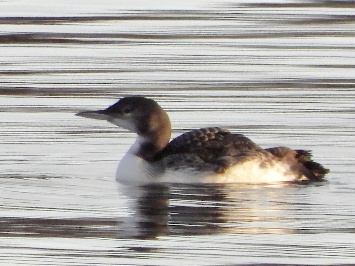 Plongeon huard - ML210059691