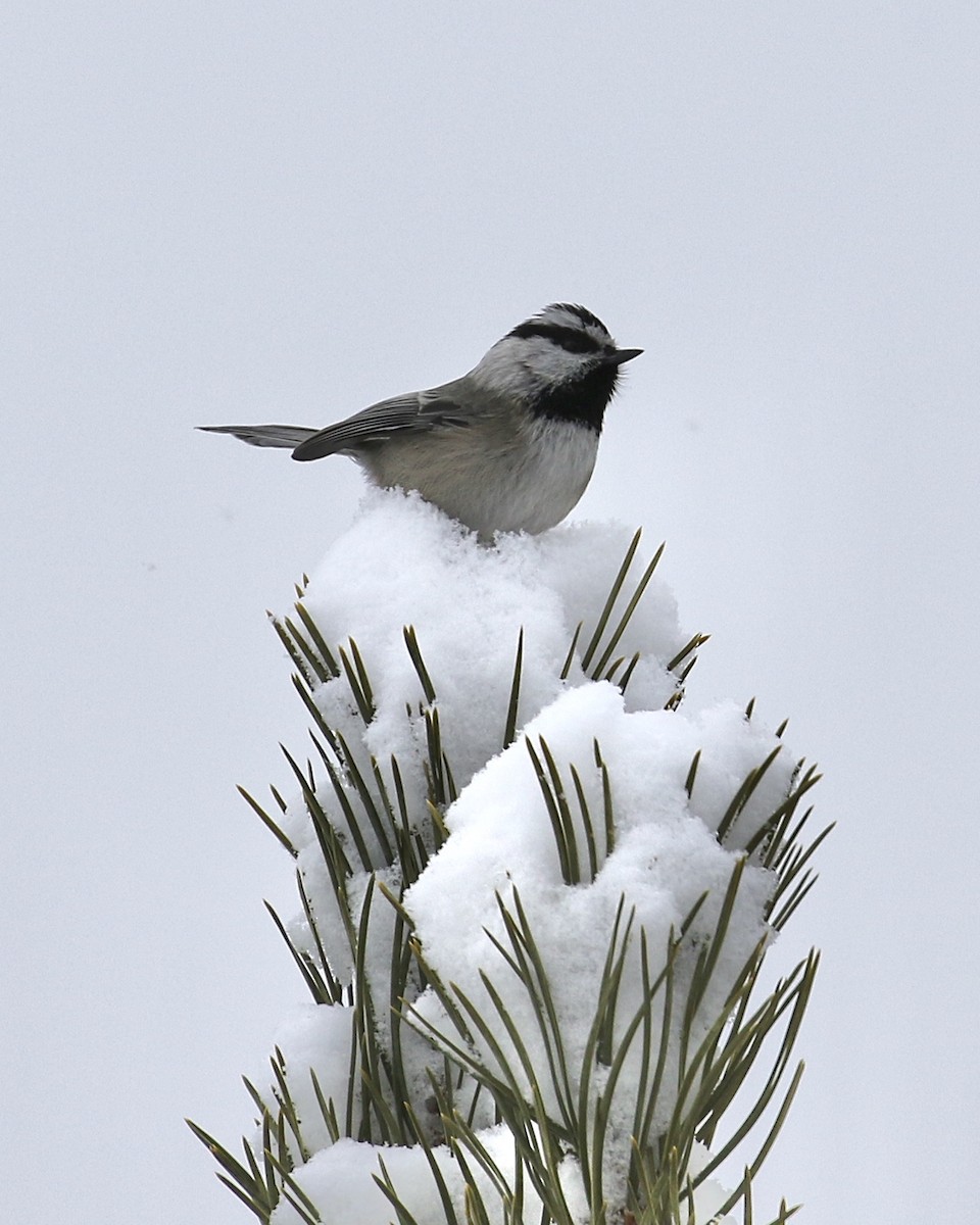 Mountain Chickadee - ML210061341