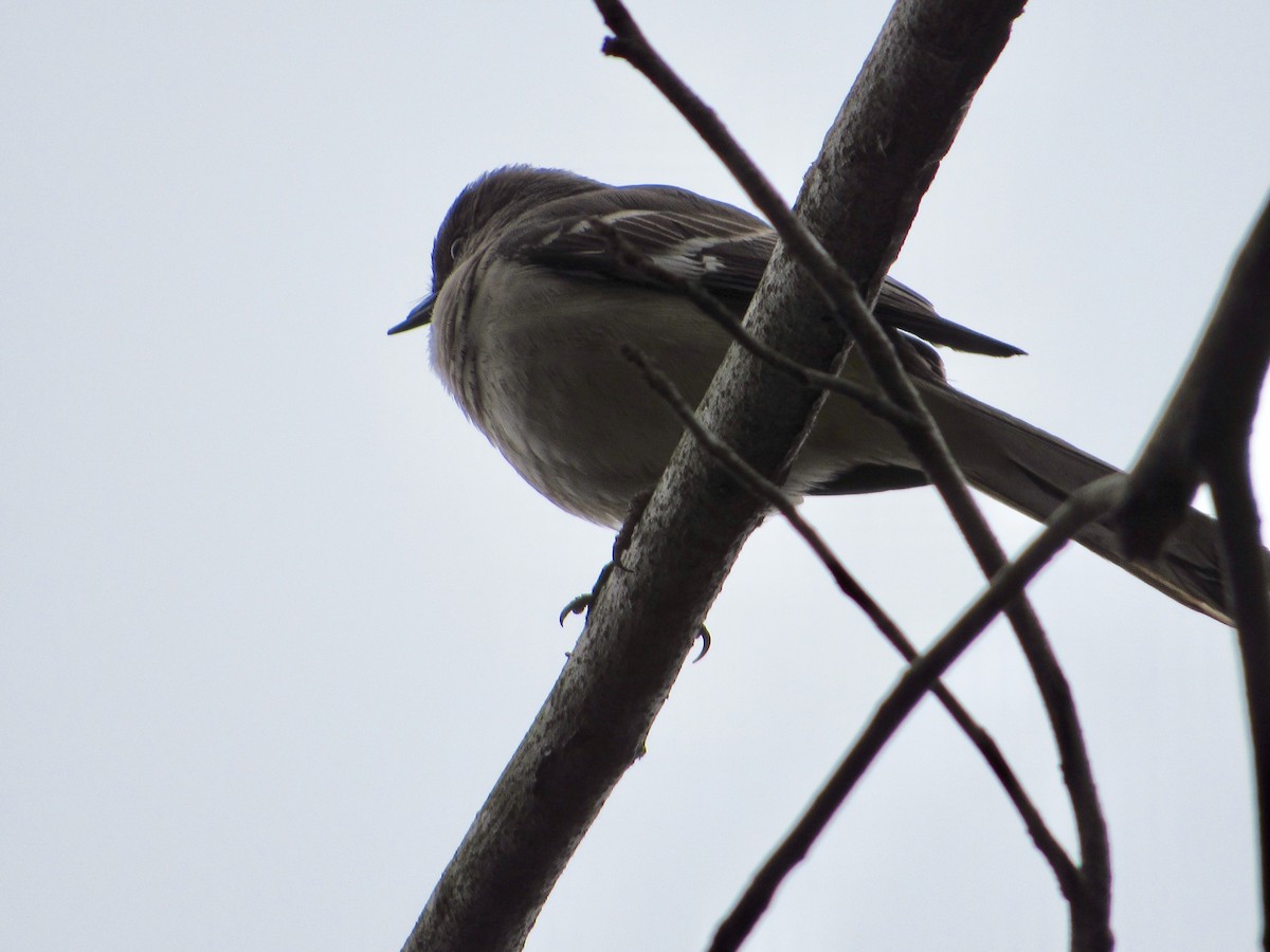 Northern Mockingbird - ML210062711