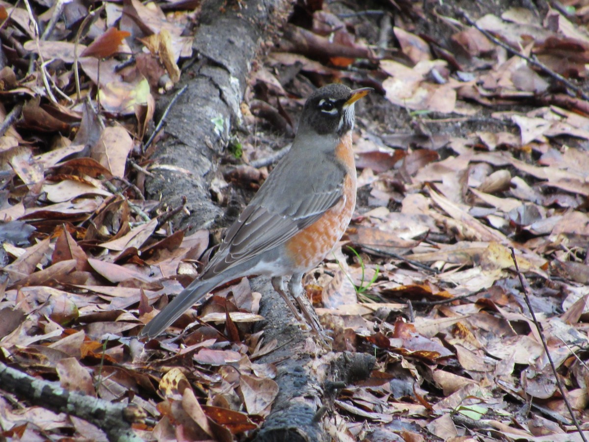 American Robin - ML210063081