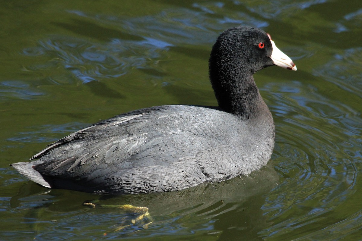 American Coot - ML210063391